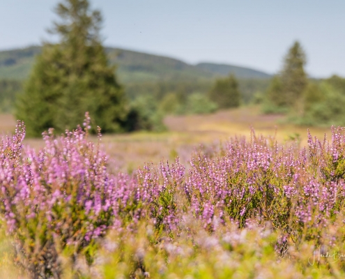 Niedersfelder Hochheide