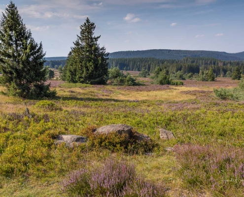 Niedersfelder Hochheide
