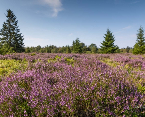 Niedersfelder Hochheide
