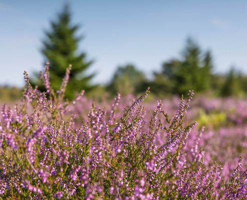 Niedersfelder Hochheide