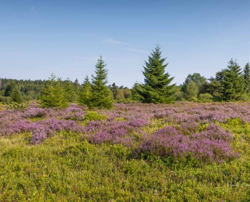 Niedersfelder Hochheide