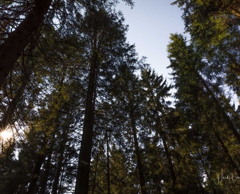 Baumkronen - Meditation