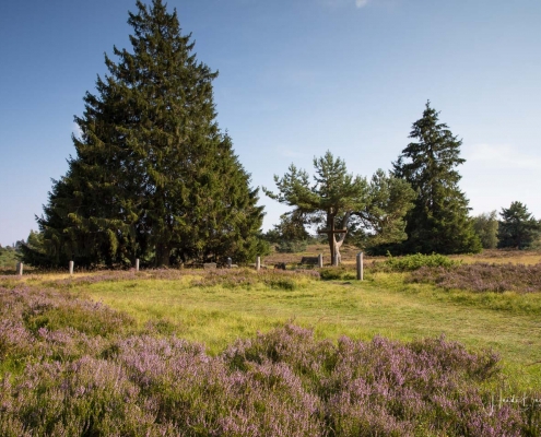 Niedersfelder Hochheide