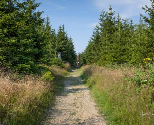 Rothaarsteig zum Langenberg-Gipfel