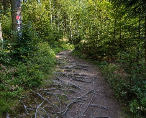 Verwurzelte Wege am Rothaarsteig