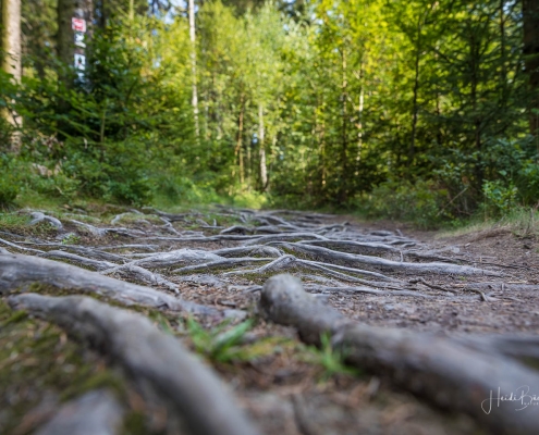 Verwurzelte Wege am Rothaarsteig