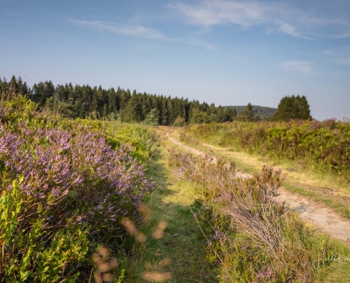 Niedersfelder Hochheide