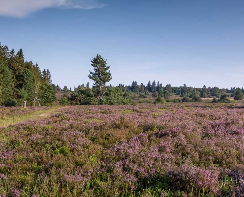 Niedersfelder Hochheide