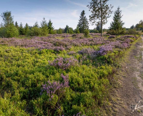 Niedersfelder Hochheide