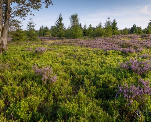 Niedersfelder Hochheide