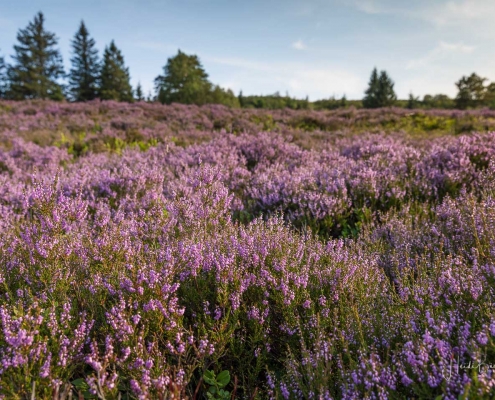 Niedersfelder Hochheide