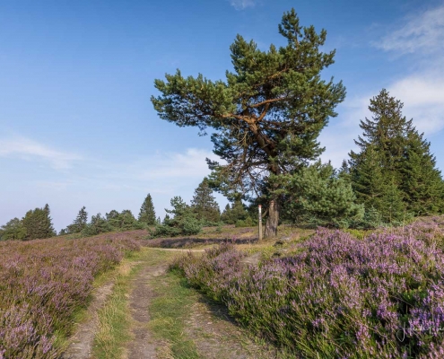 Niedersfelder Hochheide