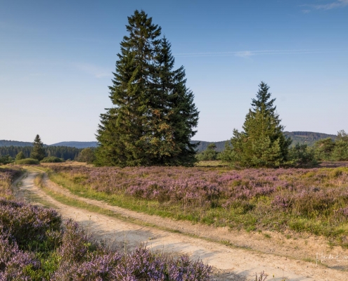 Niedersfelder Hochheide