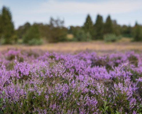 Niedersfelder Hochheide