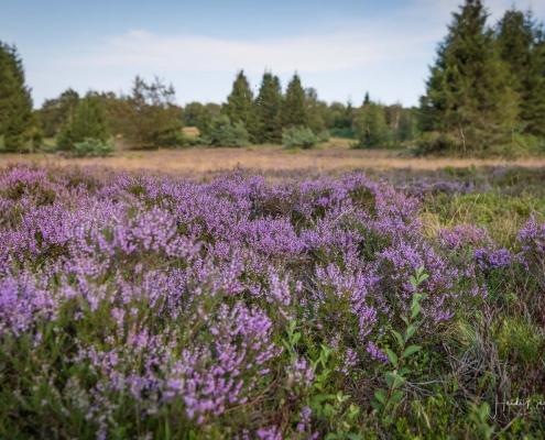 Niedersfelder Hochheide