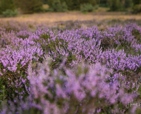 Niedersfelder Hochheide