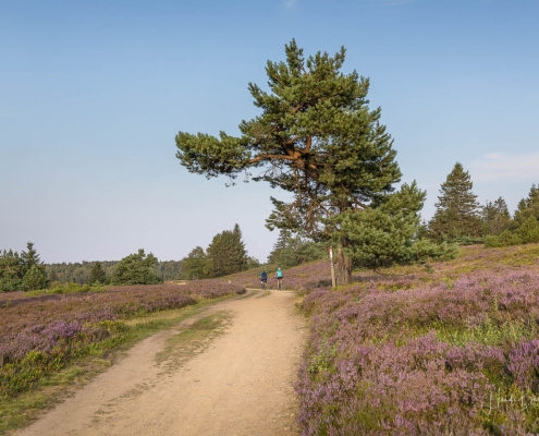 Niedersfelder Hochheide