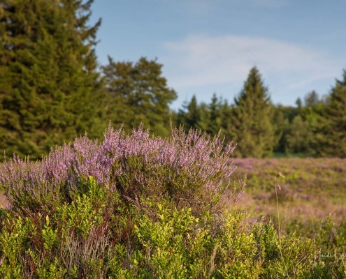 Niedersfelder Hochheide