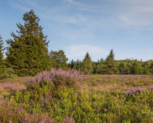 Niedersfelder Hochheide