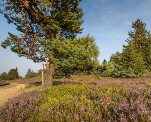 Niedersfelder Hochheide