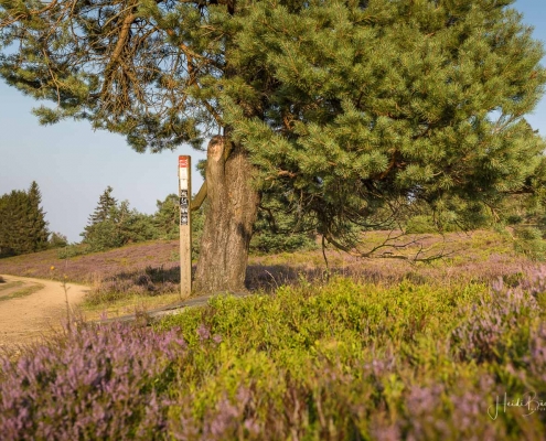 Niedersfelder Hochheide
