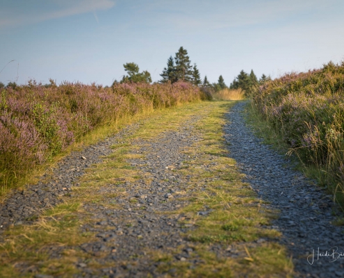 Niedersfelder Hochheide
