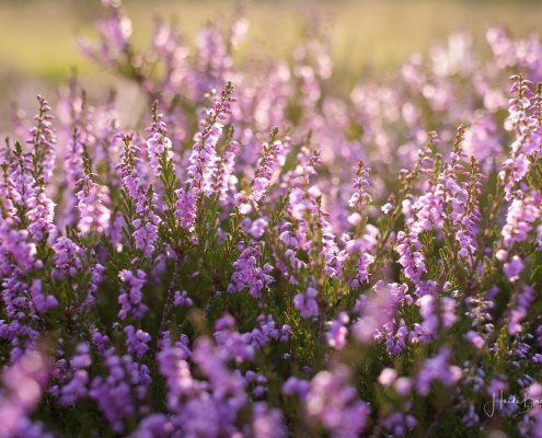 Heideblüte