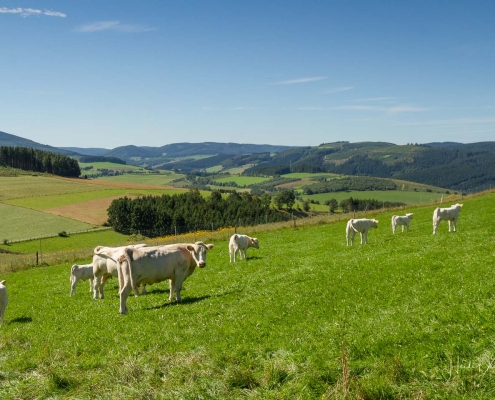 Olsberger Gipfeltour 06