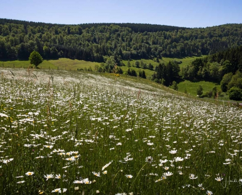 Margeritenwiese im Sorpetal