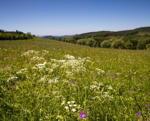 Bergwiese in Altastenbergg