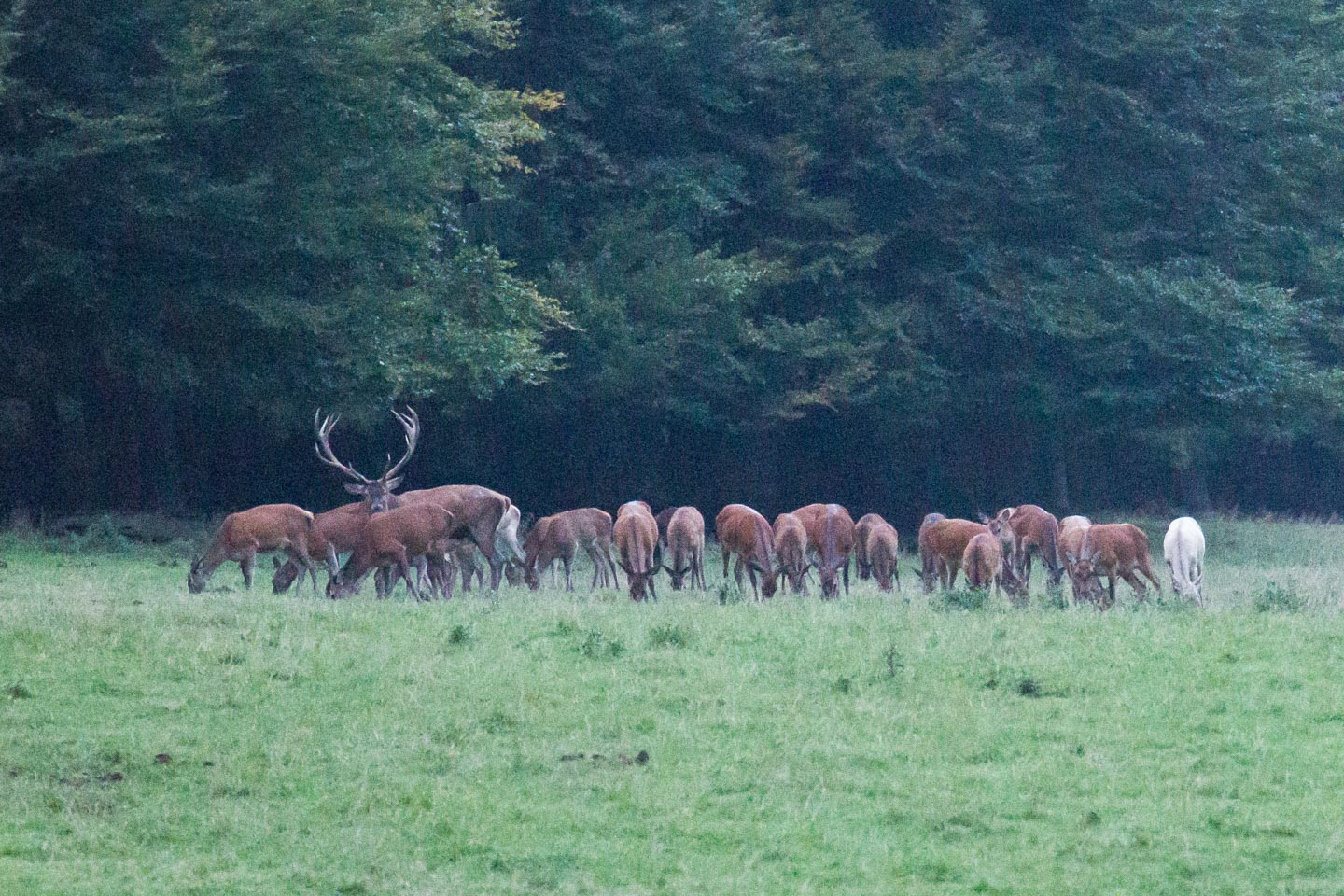 Hirschbrunft Wittgenstein