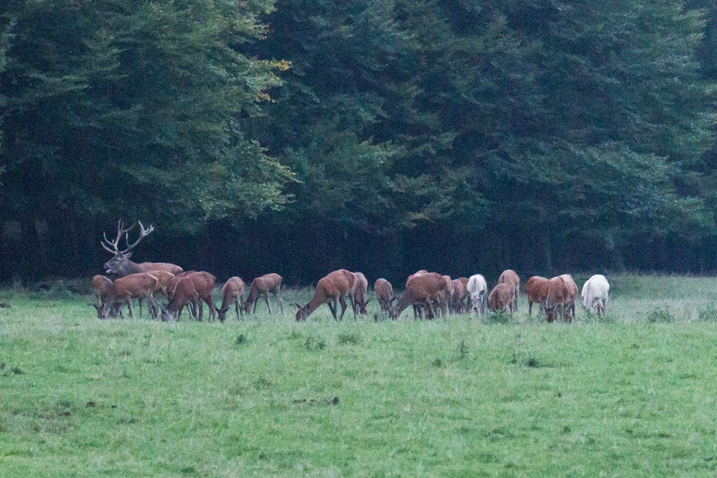 Hirschbrunft Wittgenstein