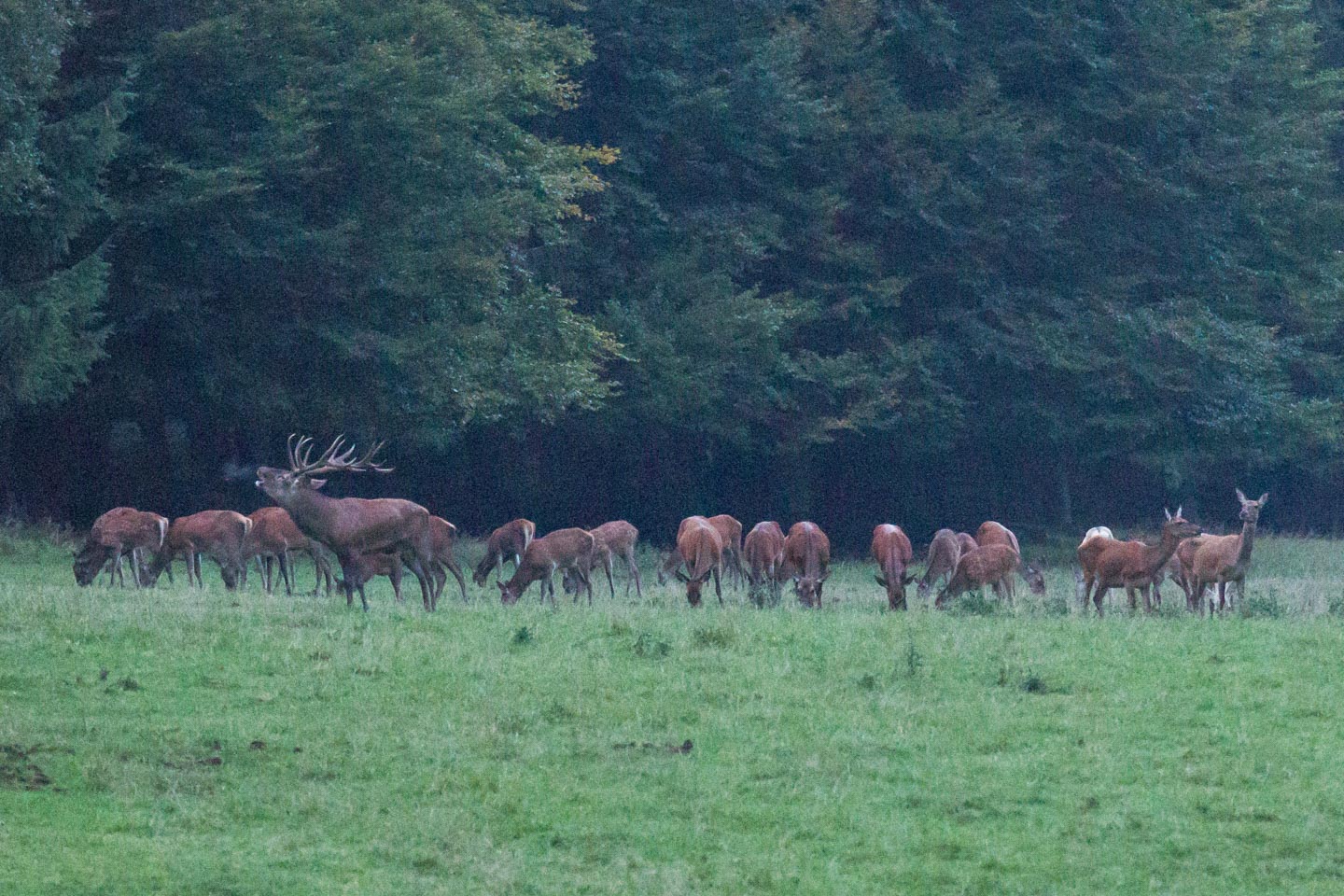 Hirschbrunft Wittgenstein