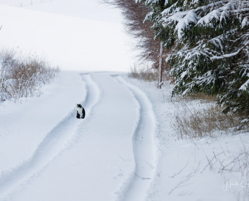 Oberhenneborn im Winter 35