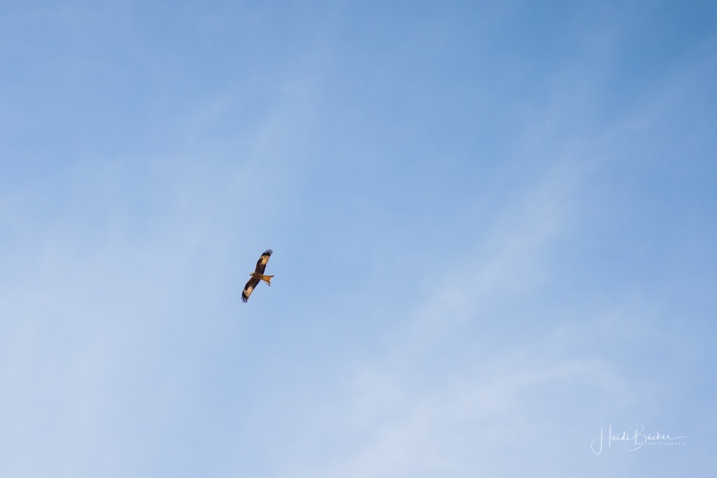 Ein Rotmilan kreist über dem Hühnerstall auf der Almert