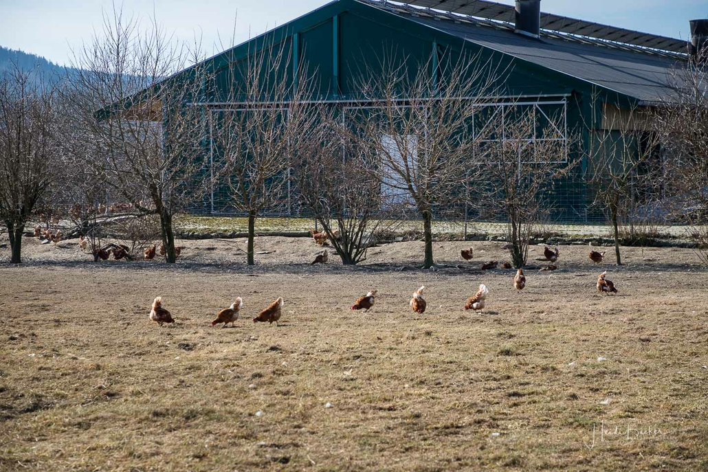 Glückliche Hühner vom Bioland-Betriebe Droste auf der Almert