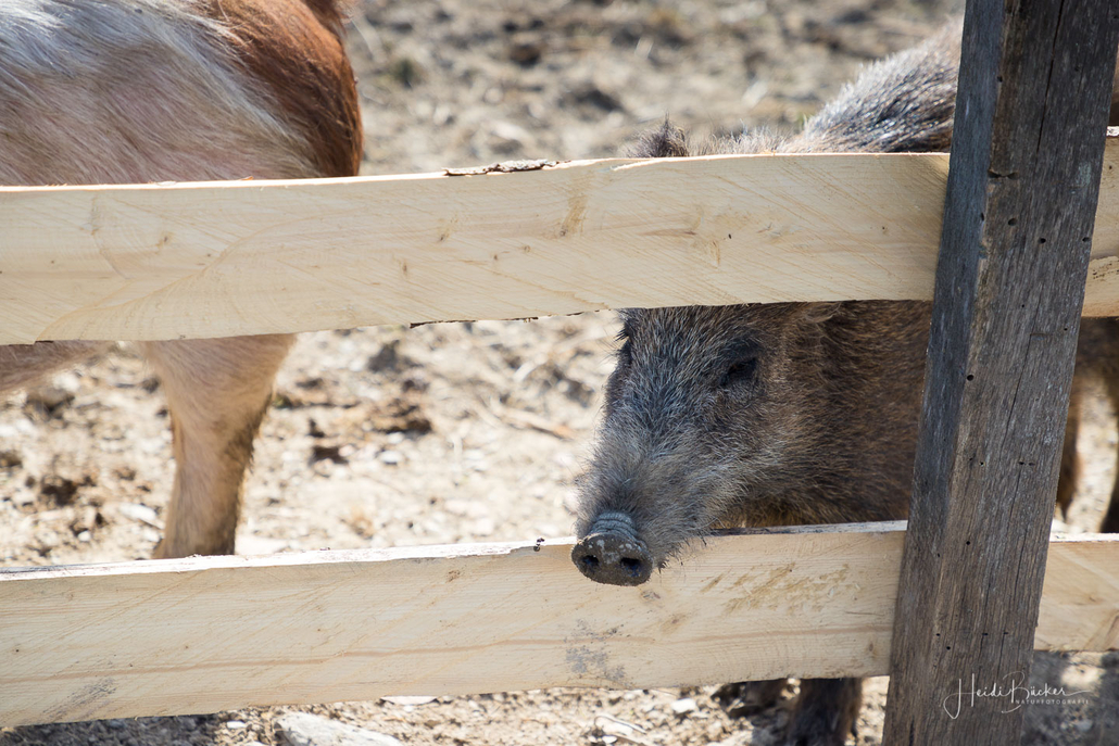 Ein kleines Wildschwein bei den Hausschweinen
