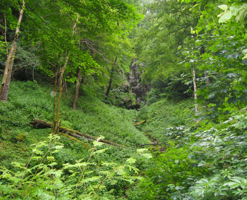 Plästerlegge im Juni 2009