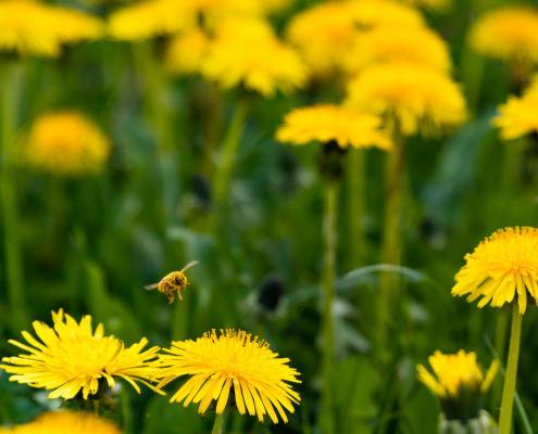 Löwenzahnwiese