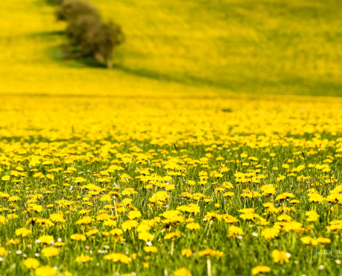 Löwenzahnwiese