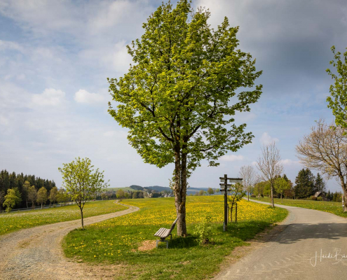 Rothaarsteig zwischen Langewiese und Lenneplätze