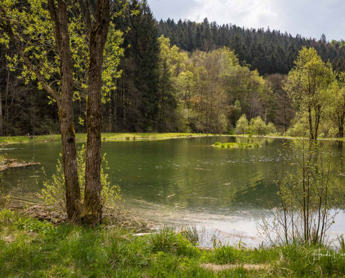 Teich im Nordenauer Kurpark