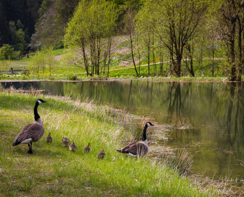 Gänsefamilie im Kurpark