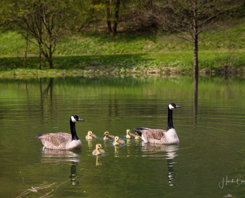 Gänsefamilie im Kurpark
