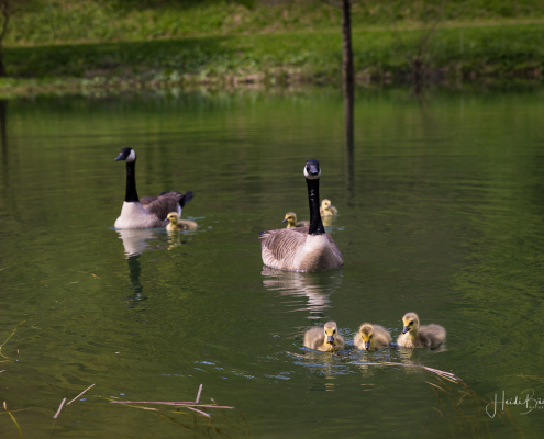 Gänsefamilie im Kurpark