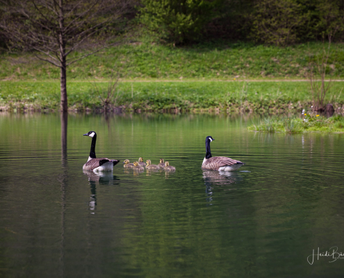 Gänsefamilie im Kurpark