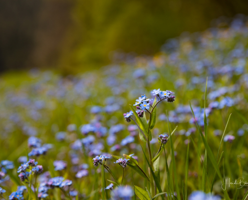 Vergissmeinnicht