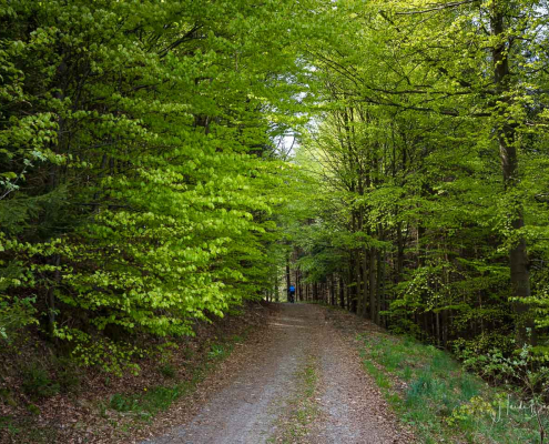 Frisches Grün im Buchenwald