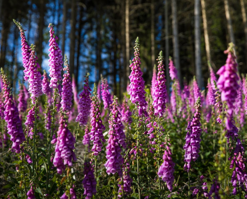 Fingerhut im Hirschberg