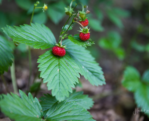 Wilde Erdbeeren am Wegesrand